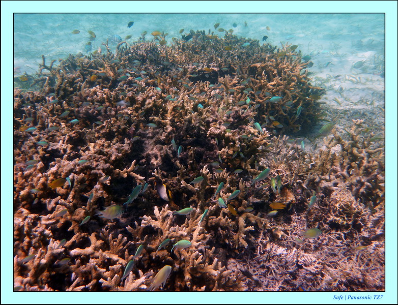 2009    07    Manatabuan 08